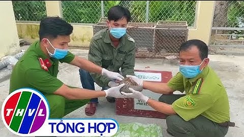 2 học sinh ở Hà Tĩnh giao nộp tê tê quý hiếm