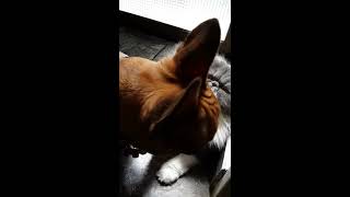 Frenchie y gata Persa