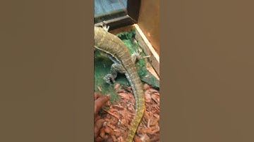 Nile monitor handling tips and tricks!‼️💯@kpreptilesexotic