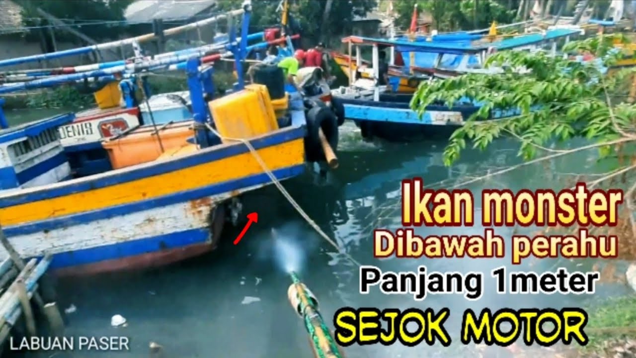 MENDADAK ARTIS..!! Gara2 Nembak Ikan Monster Jadi Ramai Penonton😂😂