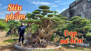 Siêu phẩm các bác ơi - Báo giá cây cảnh Mới Nhất nhà vườn Phong Sơn 0918484837