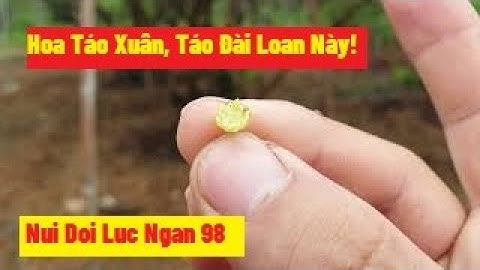 Sau Hơn 10 Ngày Khoanh Gốc, Táo Xuân Đã Liền Vỏ, Báo Hoa Chính Vụ l Nui Doi Luc Ngan 98