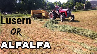 Harvesting Alfalfa hay| Vlog 16