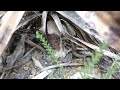 Yucca gloriosa variegata vs rodents