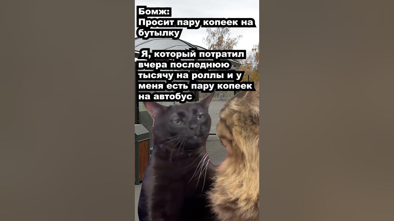 Черный кот с потухшим взглядом мем Maxwell the cat (Dingus) Download Free 3D model by bean(alwayshasbean) 2ca7f3c