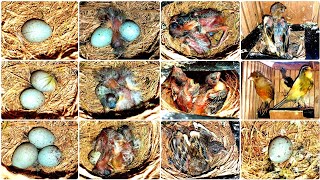 PERKEMBANGAN ANAKAN KENARI DARI TELUR SAMPAI MENETAS SAMPAI BESAR DAN INDUKAN  BERTELUR LAGI