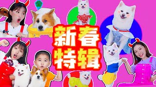 新春特辑：狗狗超萌合集来啦！还有哪些动物呢？