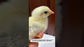 This family unexpectedly discovered a newly hatched chick, and then...