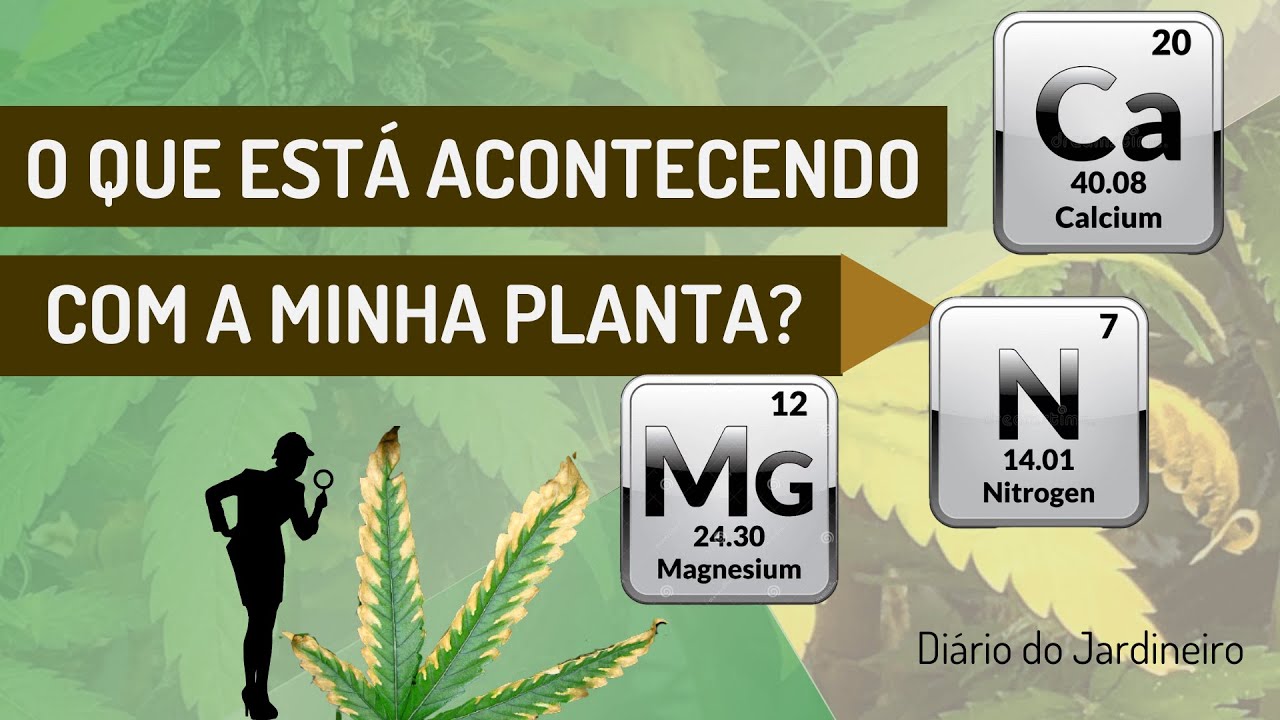 Deficiência de Nutrientes: saiba identificar as deficiências na sua planta ao fazer Cultiv0 indoor.