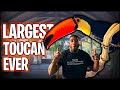 LARGEST TOUCAN IN THE WORLD | THE REAL TARZANN