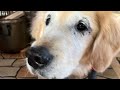 保護犬ララちゃんについて