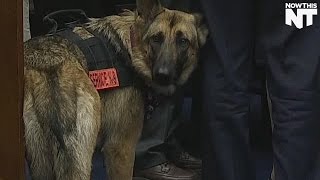 These Service Dogs Could Save A Lot Of Veterans’ Lives
