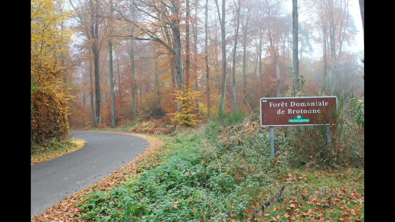 Forêt de Brotonne coté Ouest