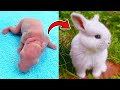 Rabbit growth  baby rabbit growing up