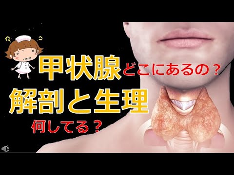 【甲状腺とは？】甲状腺ってどこにある？どんな働き？どんな病気がある？＃甲状腺　＃甲状腺がん　＃甲状腺機能異常