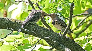Colaptes auratus  YELLOW SHAFTED FLICKER feeds young 9088720