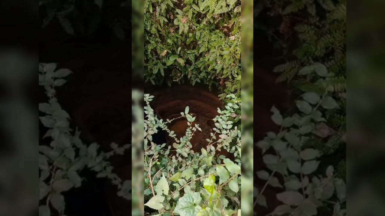 ഒരു നായ റെസ്ക്യു അപാരത  //  dog rescue is a big deal.