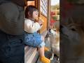 ありゃwww #ai #柴犬 #shorts
