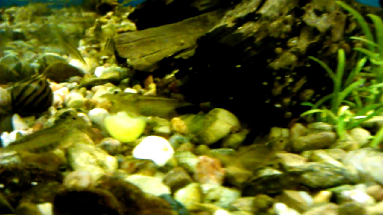 camera iphone 8 plus apk Caridina japonica (aquarium shrimp) eat grapes
