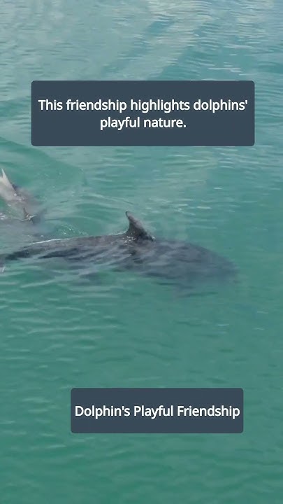 can-a-human-have-a-dolphin-as-a-pet-wildlife-facts-didyouknow-youtube