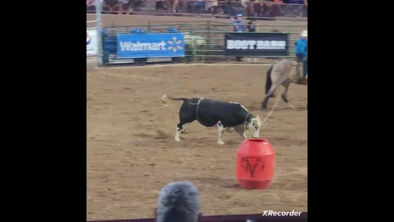 Wild thing in Gallup, New Mexico YouTube