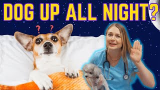 What is Doggie Dementia? | Canine Cognitive Dysfunction (CCD) Disorder? Dr. Lindsay Vet Explains by Doctor Lindsay Butzer DVM 963 views 1 month ago 5 minutes, 37 seconds
