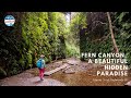 Fern Canyon, a Beautiful Hidden Paradise in Redwood National Parks