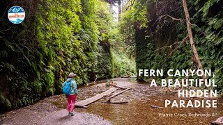 Fern Canyon, a Beautiful Hidden Paradise in Redwood National Parks | CA