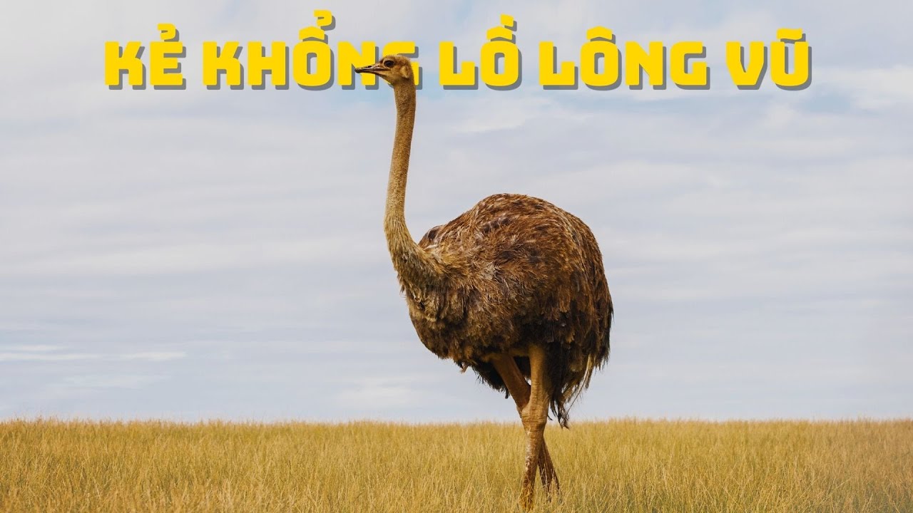 Đâu Là Những Loài Chim Bản Địa Lớn Nhất | Thế Giới Động Vật