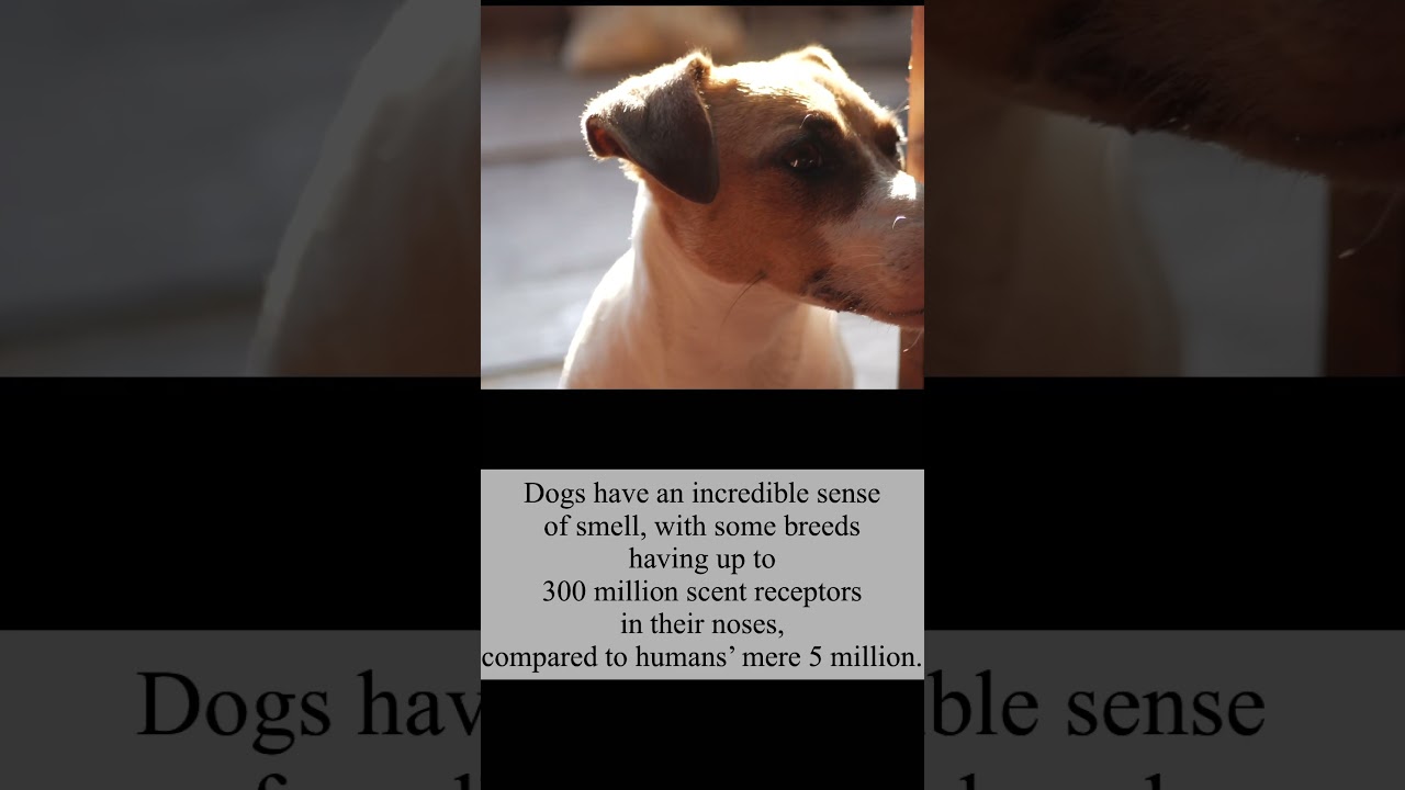 Let's learn about dog's habits and get to know each other 