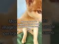 menos mal soy 🐱 gato imagínate ser 🐶 perro y andar persiguiendo motos como 😜 loco #cat #dog #gatos