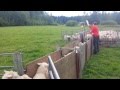 Weighing ewe lambs in Rönnäs, 24.07.2015