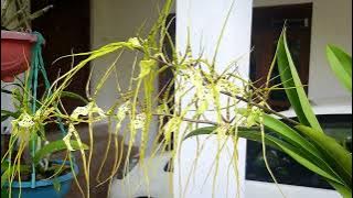 Oncidium makulata | Kandian dancer orchid | Orchid care | M&K