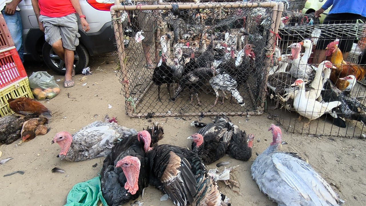 FEIRA DA GALINHA CAPOEIRA DE CAMPINA GRANDE-PB 04/02/2026