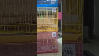 Java Bird's Making their Nest || SRJ EXOTIC BIRD CENTURY | #indianbirds #exoticbirds #cutebirds #bir