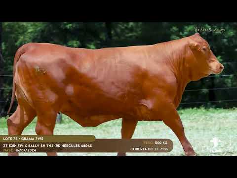 LOTE 75 - GRAMA 7195