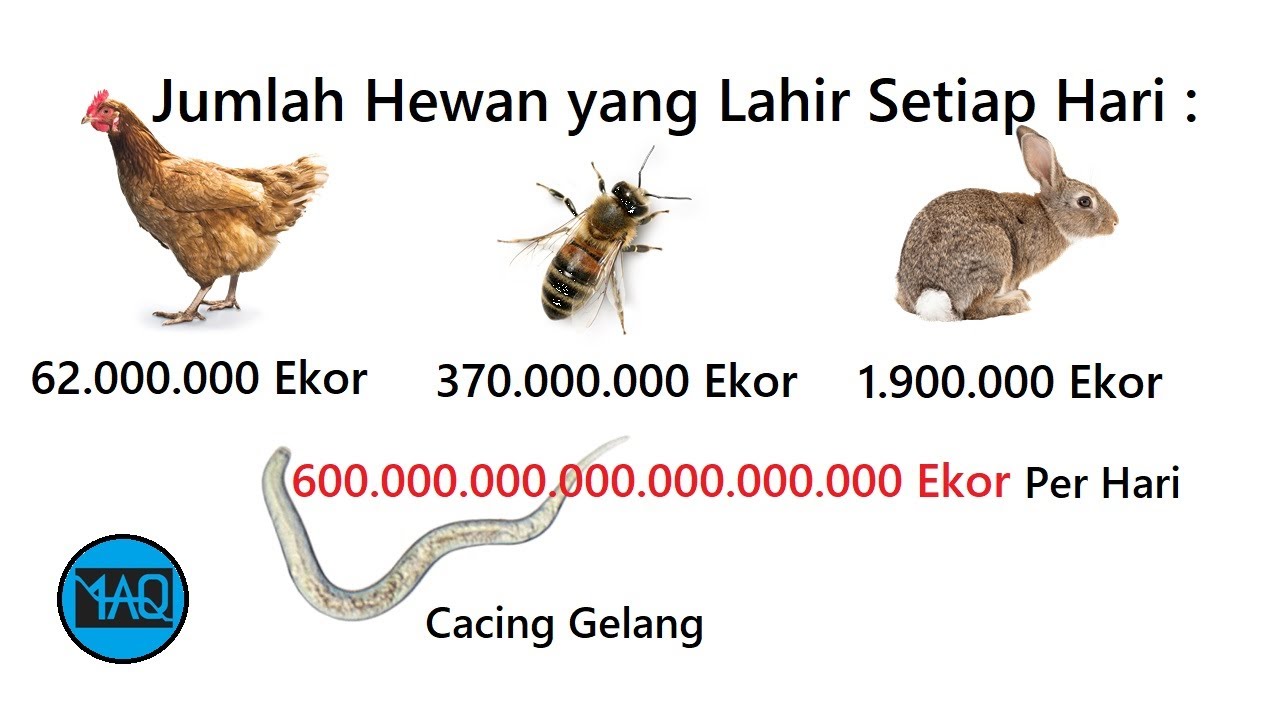 Dalam Sehari Ada  Berapa  Jumlah Hewan  yang Lahir di Dunia 