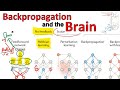 Backpropagation and the brain