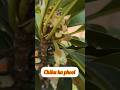 चिकू #chikooflawer #chiku #shorts #shetkari