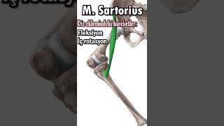 M. Sartorius Kasını Tanıyalım