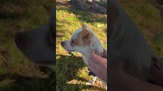 Patches- Adoptable at Priceless Pets!