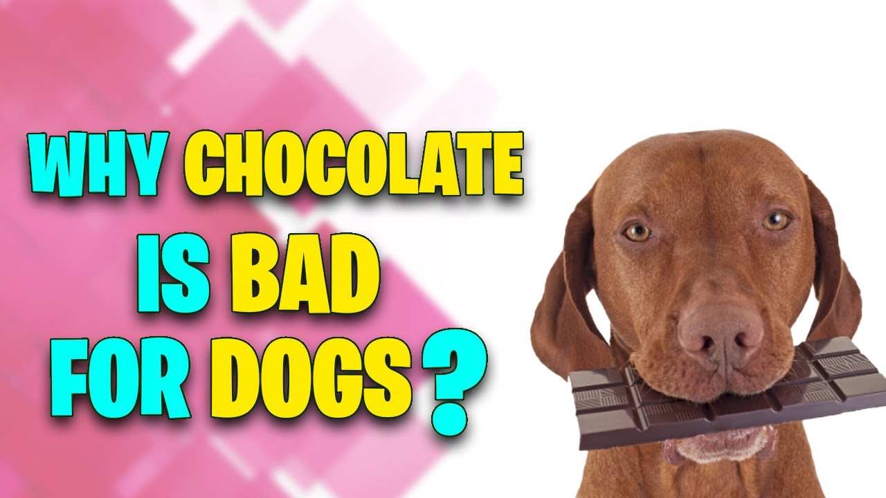 Why Chocolate is Bad for Dogs? YouTube