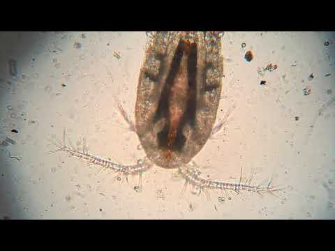 Video: Cyclops crustaceans: istraktura, nutrisyon, kulay, pagpaparami, pag-aanak, kahalagahan para sa mga tao, mga kagiliw-giliw na katotohanan, mga kinatawan, mga larawan