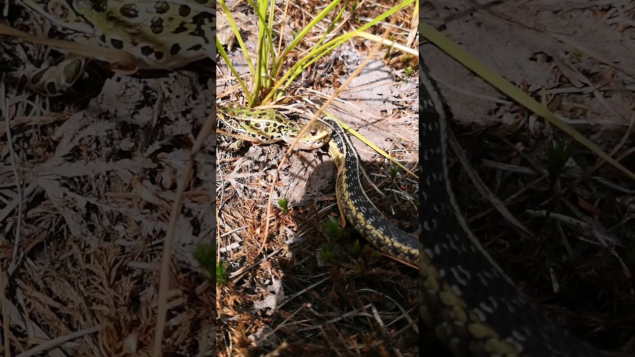 Amazing...Garter Snake Eats Leopard Frog YouTube