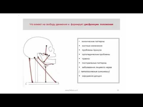 3. Старение лица   с точки зрения биомеханики.