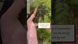 Humming bird solar chime #viralreels