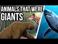 5 Modern Day Animals That Used To Be Giant