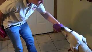 Teaching a dog Take it and Leave it with a stuffed Kong