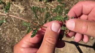 Fighting Puncture Vine