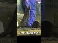 ユーラシアカワウソのごはんタイム #shorts #otter #aquarium